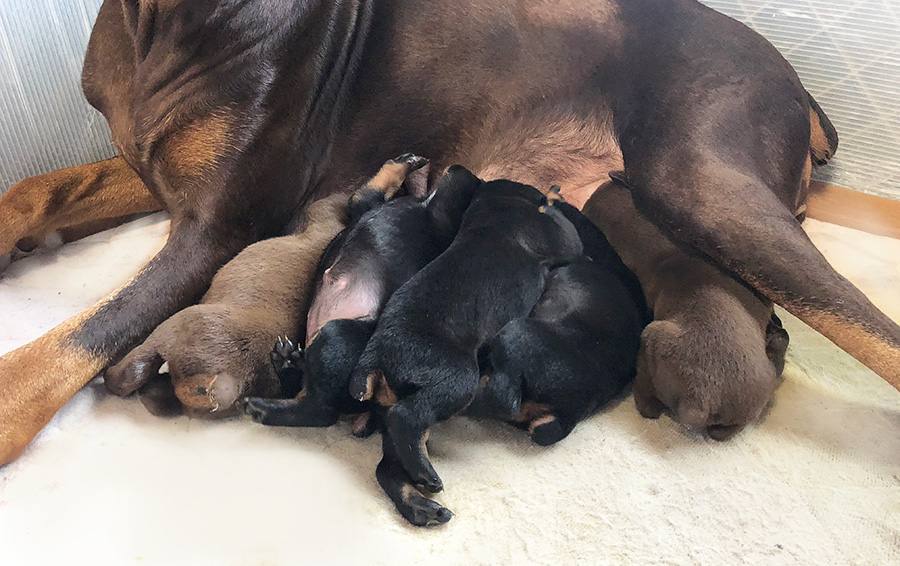 セリカと子犬の写真