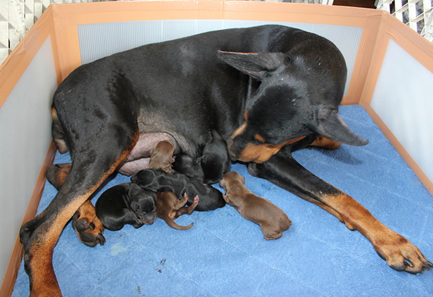 デヴィの子犬